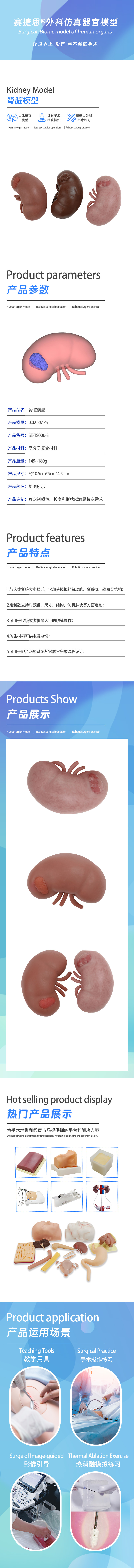 肾脏模型.jpg