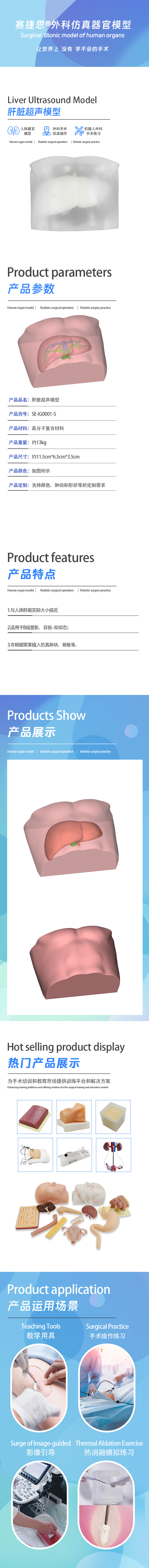肝脏超声模型.jpg