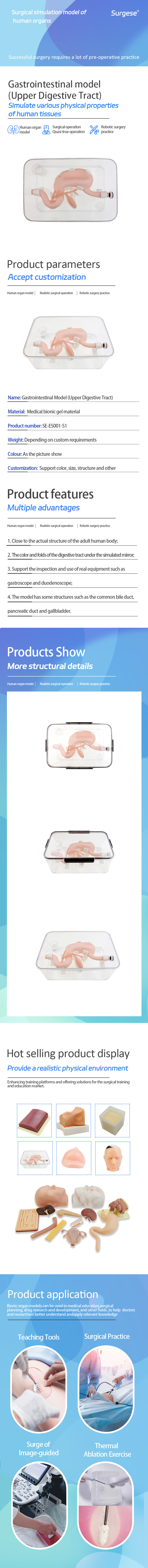 胃肠模型-上消化道模型.jpg