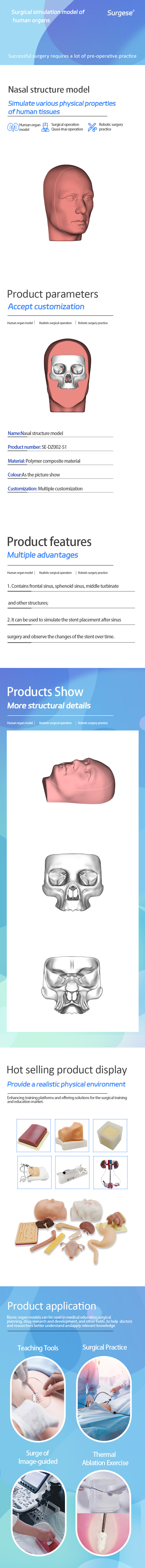 鼻腔结构模型.jpg